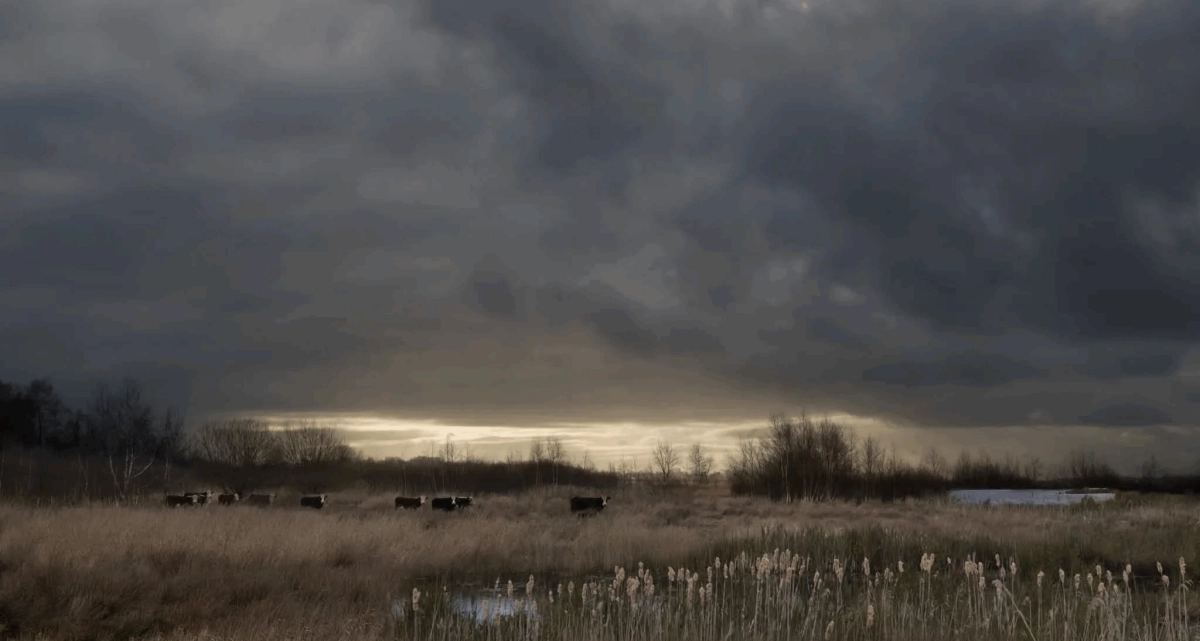 Groningse Nieuwe #138: Verhalen uit 't Roegwold